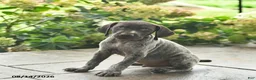 German Shorthaired Pointer dogs for sale: Dash  - Ad 3