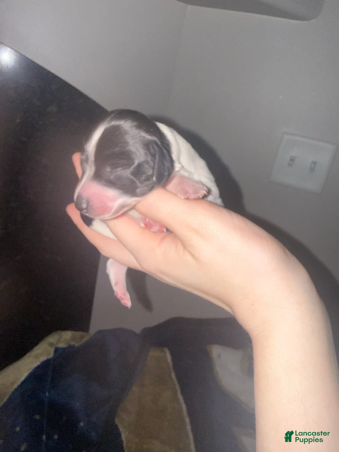 Miniature Dachshund dogs for sale: Miniature Dachshund 6 - Ad 2
