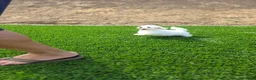 Maltese dogs for sale: Loki - Ad 5