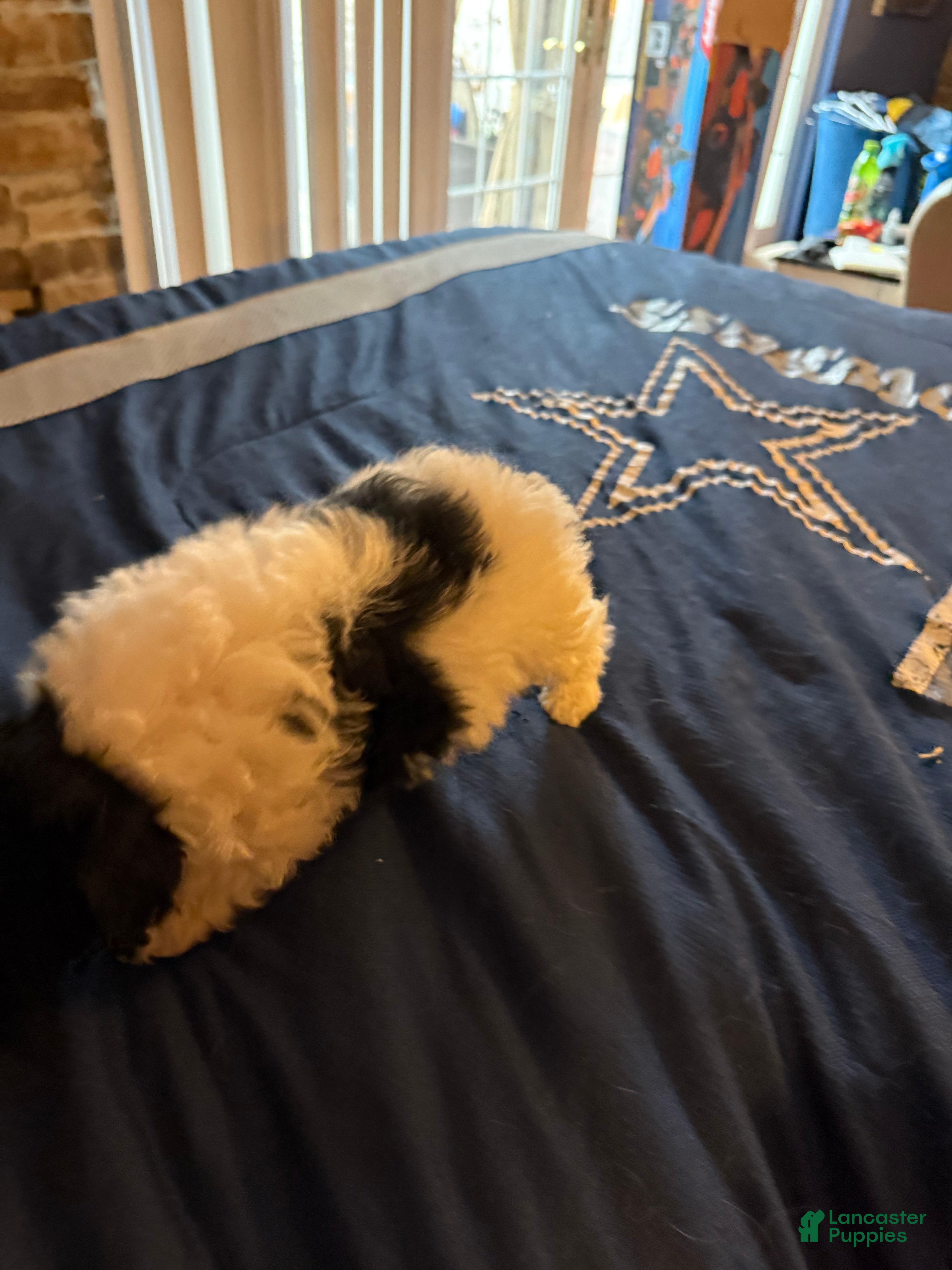 Cavapoo dogs Tiny roxy - Ad 2