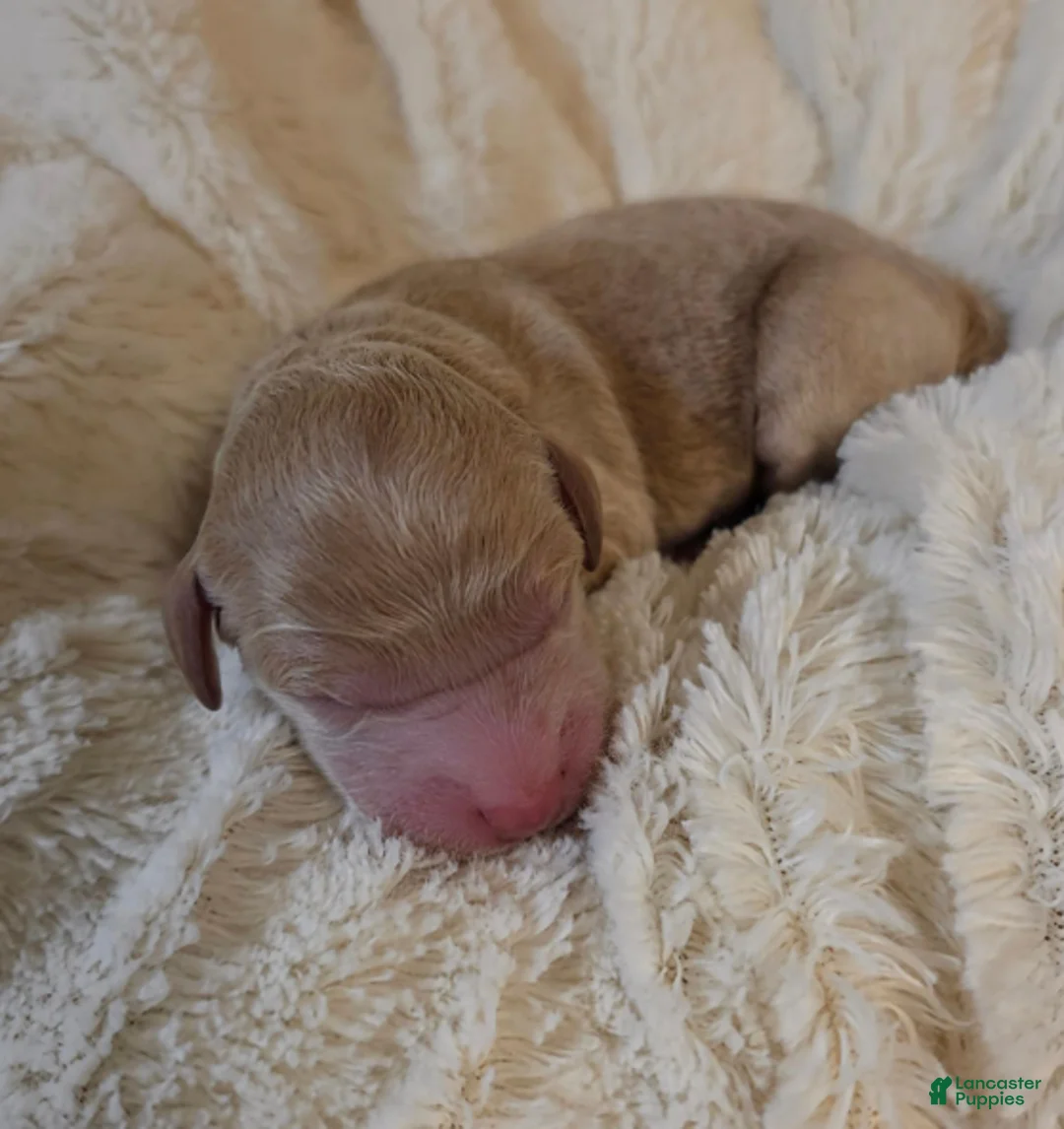 Mini Goldendoodle dogs for sale: Cedar - Ad 1