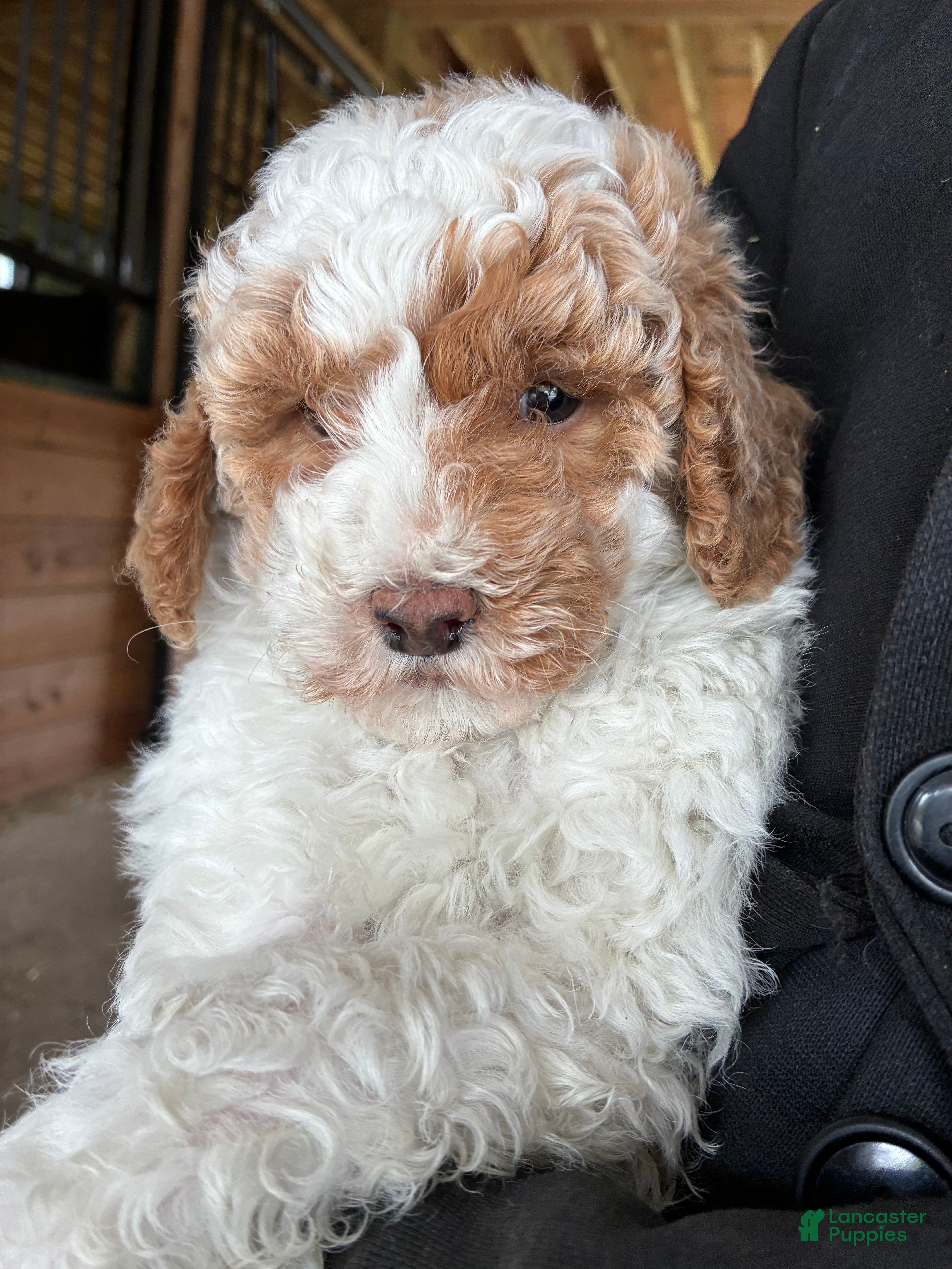 Mini Goldendoodle dogs Sammy - Ad 6