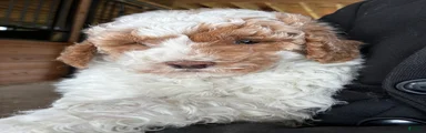 Sammy