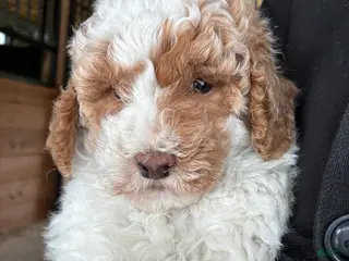 Mini Goldendoodle dogs Sammy - Ad 6
