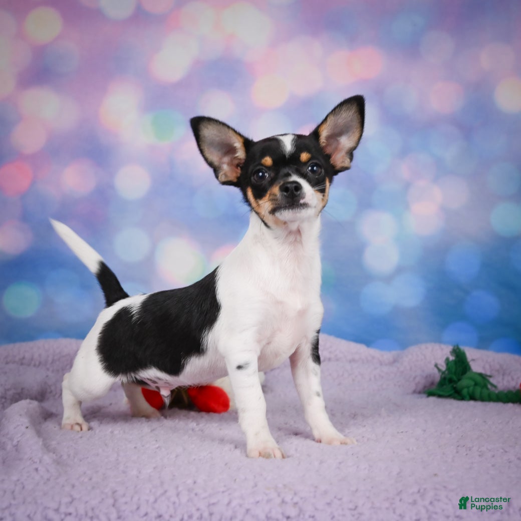Chihuahua dogs OSA - Ad 1