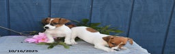 Jack Russell Terrier dogs for sale: Jasper - Ad 3