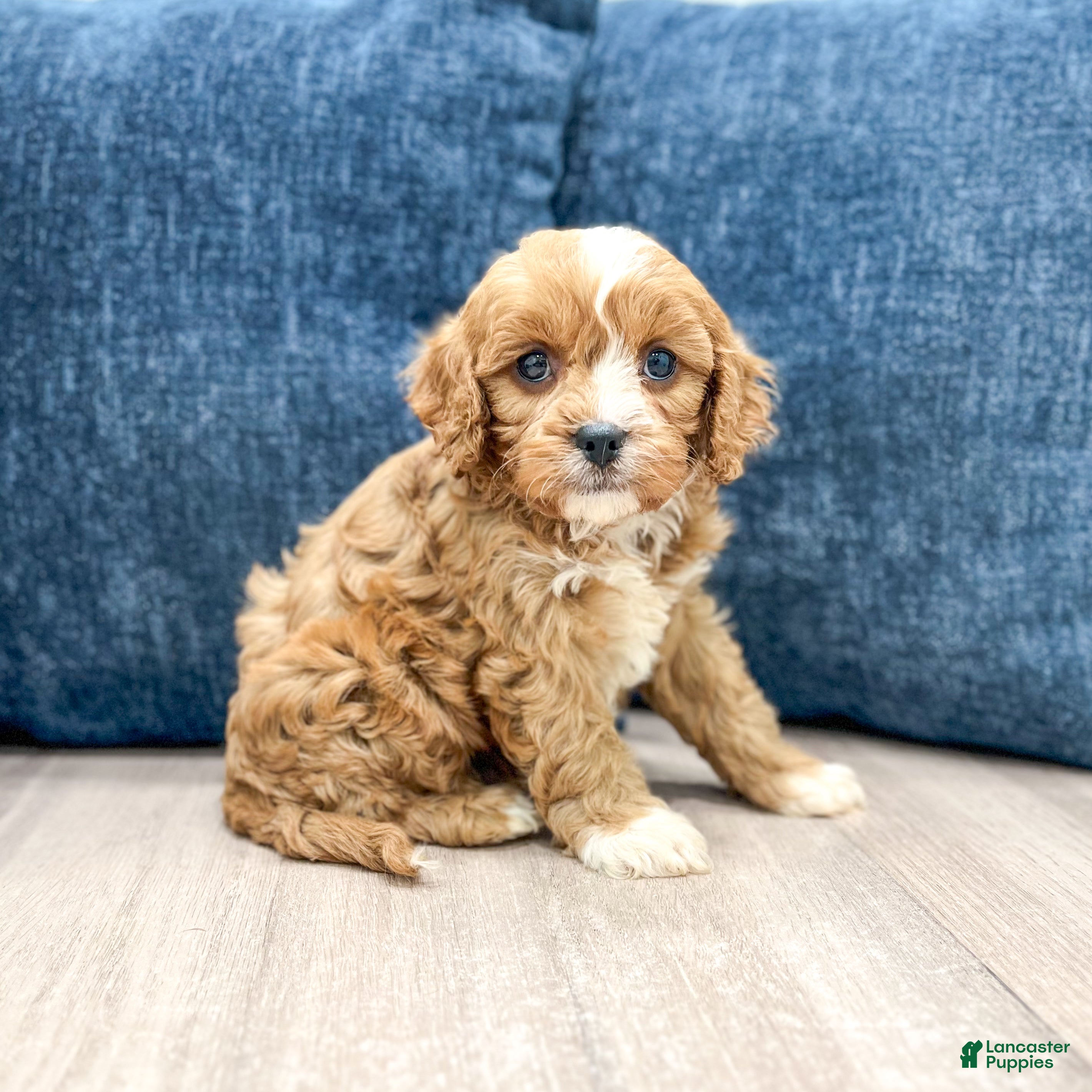 Blake (Cavapoo, Male) in Dundee, OH