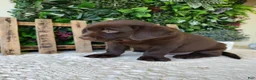 Labrador Retriever dogs for sale: Mindy - Ad 8