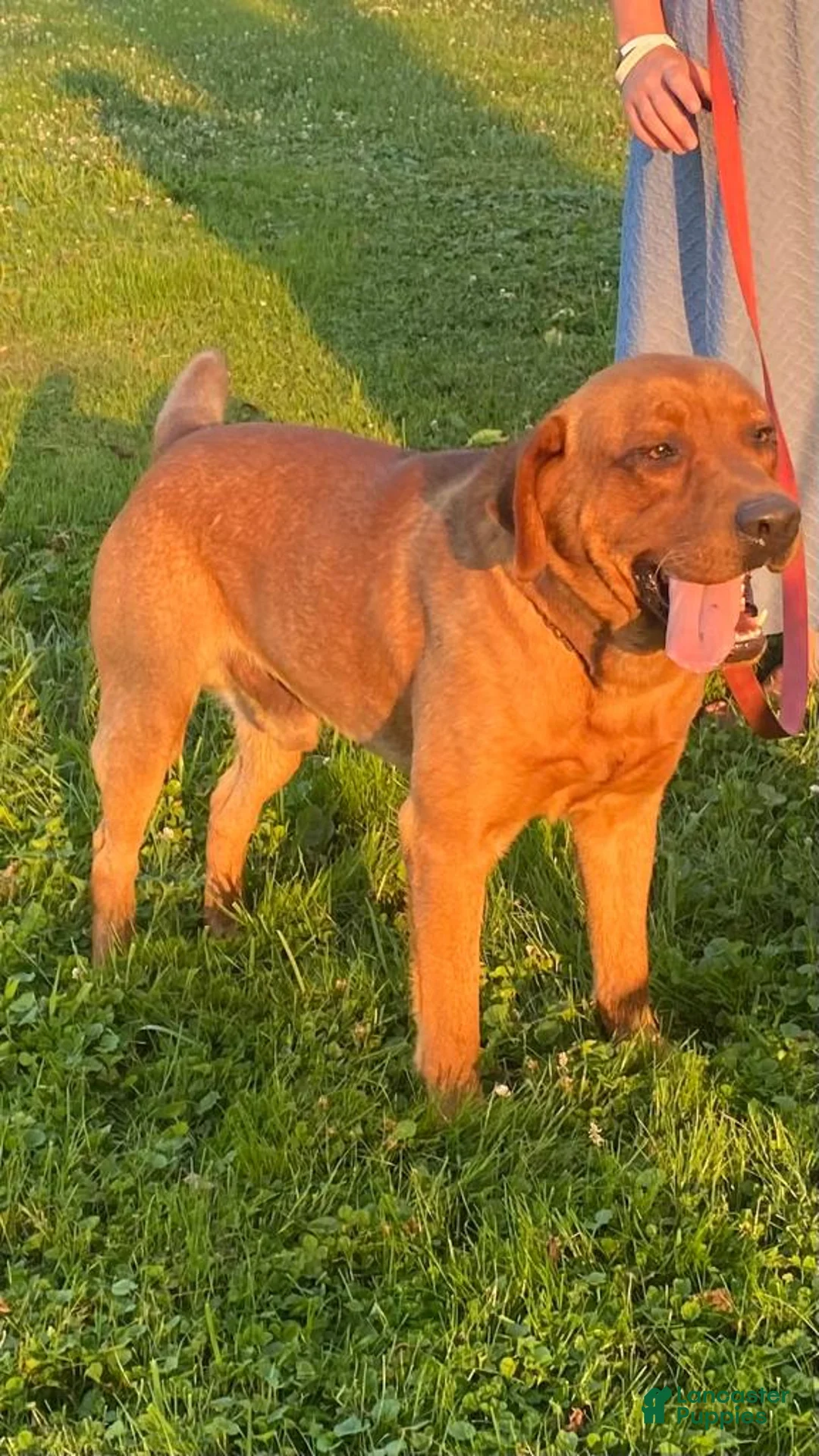 Labrador Retriever dogs for sale: Major - Ad 6