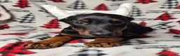 Doberman Pinscher dogs for sale: Scarlet - Ad 5