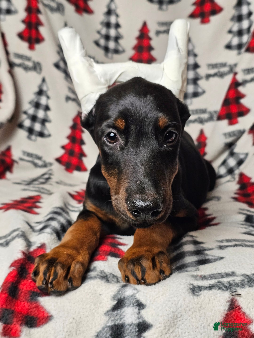Doberman Pinscher dogs for sale: Scarlet - Ad 5