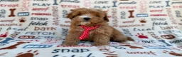 Cavapoo dogs for sale: Scrappy  - Ad 5