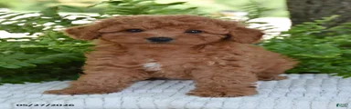 Kami