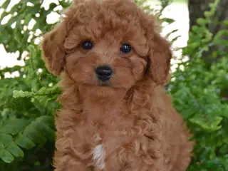Cockapoo dogs for sale: Kami - Ad 4