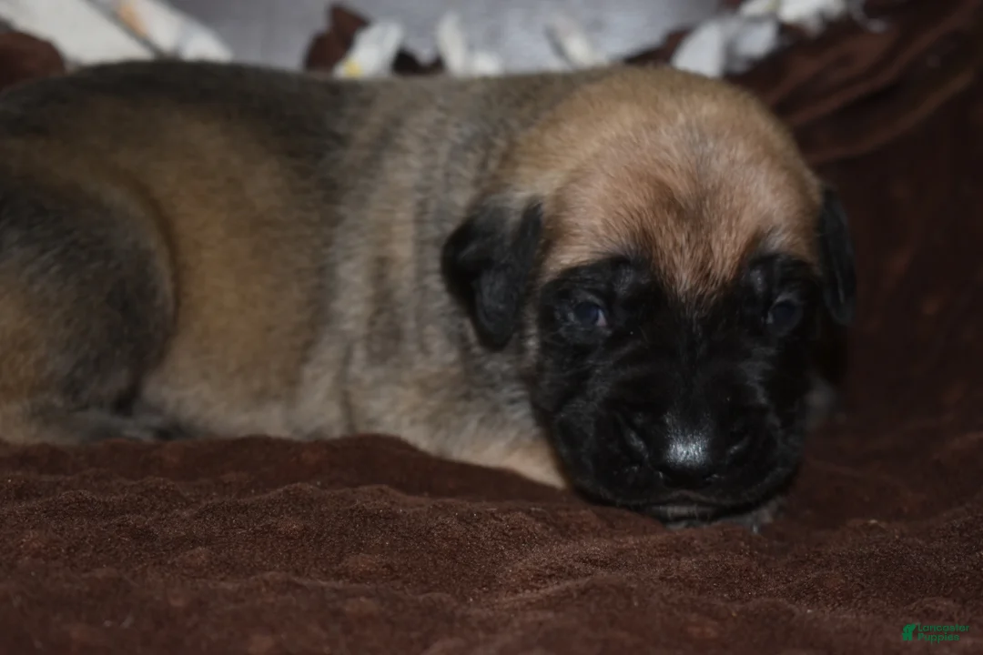 English Mastiff dogs for sale: Johnny (Fawn) - Ad 2