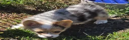Welsh Corgi Pembroke dogs for sale: Gorgeous George  - Ad 21