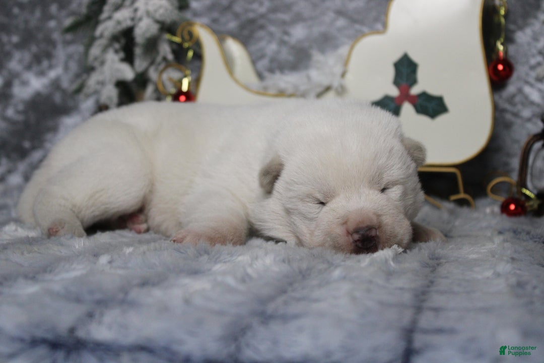 Akita dogs for sale: Jack  - Ad 7