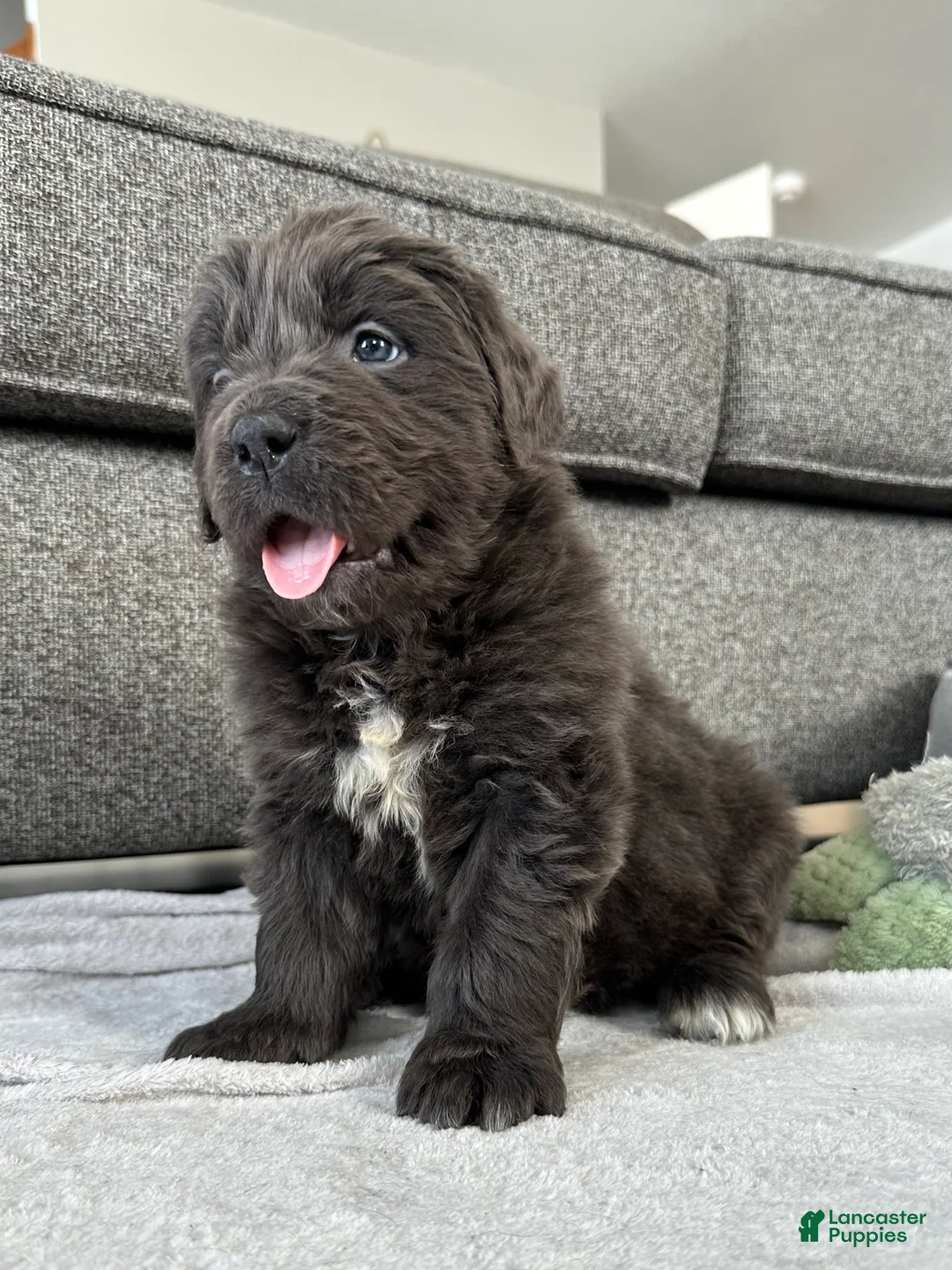 Newfoundland dogs for sale: OFA, AKC, CH “ Tessa”  - Ad 5