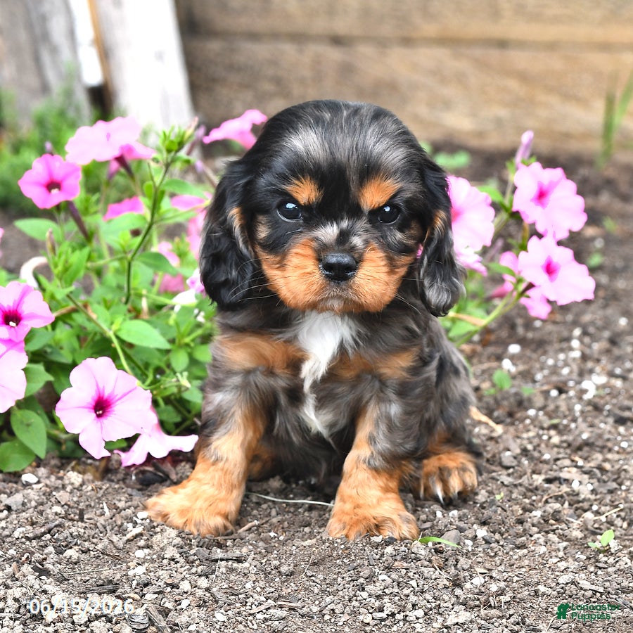 Cavalier King Charles Spaniel dogs for sale: Dallas - Ad 2