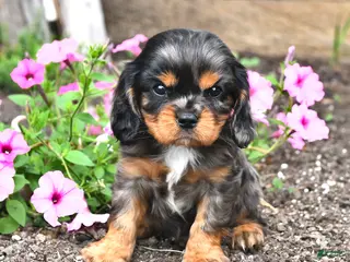 Cavalier King Charles Spaniel dogs for sale: Dallas - Ad 2