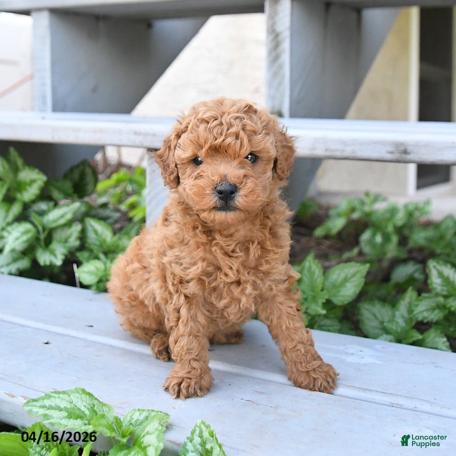 Miniature Poodle dogs for sale: Buster - Ad 4