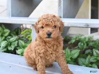Miniature Poodle dogs for sale: Buster - Ad 4