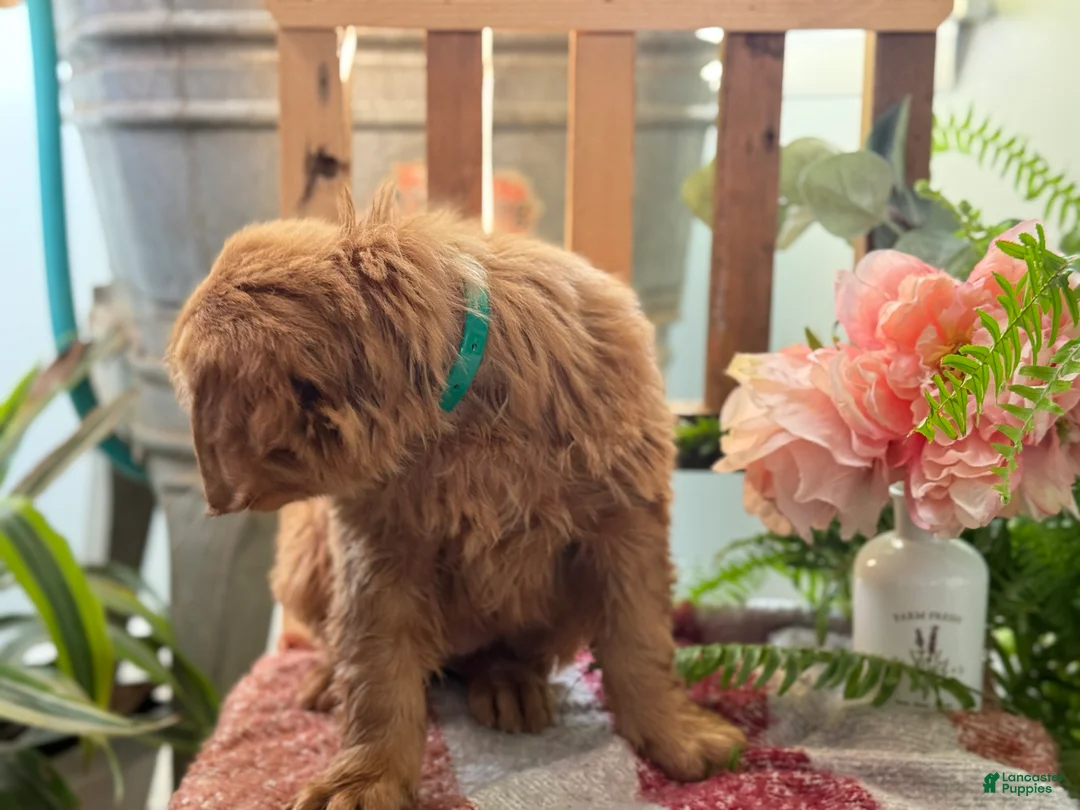 Golden Retriever dogs for sale: Rose - Ad 12