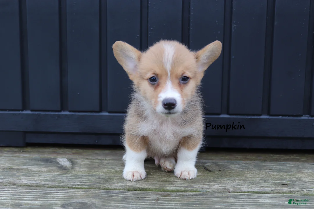 Welsh Corgi Pembroke dogs for sale: Pumpkin - Ad 1