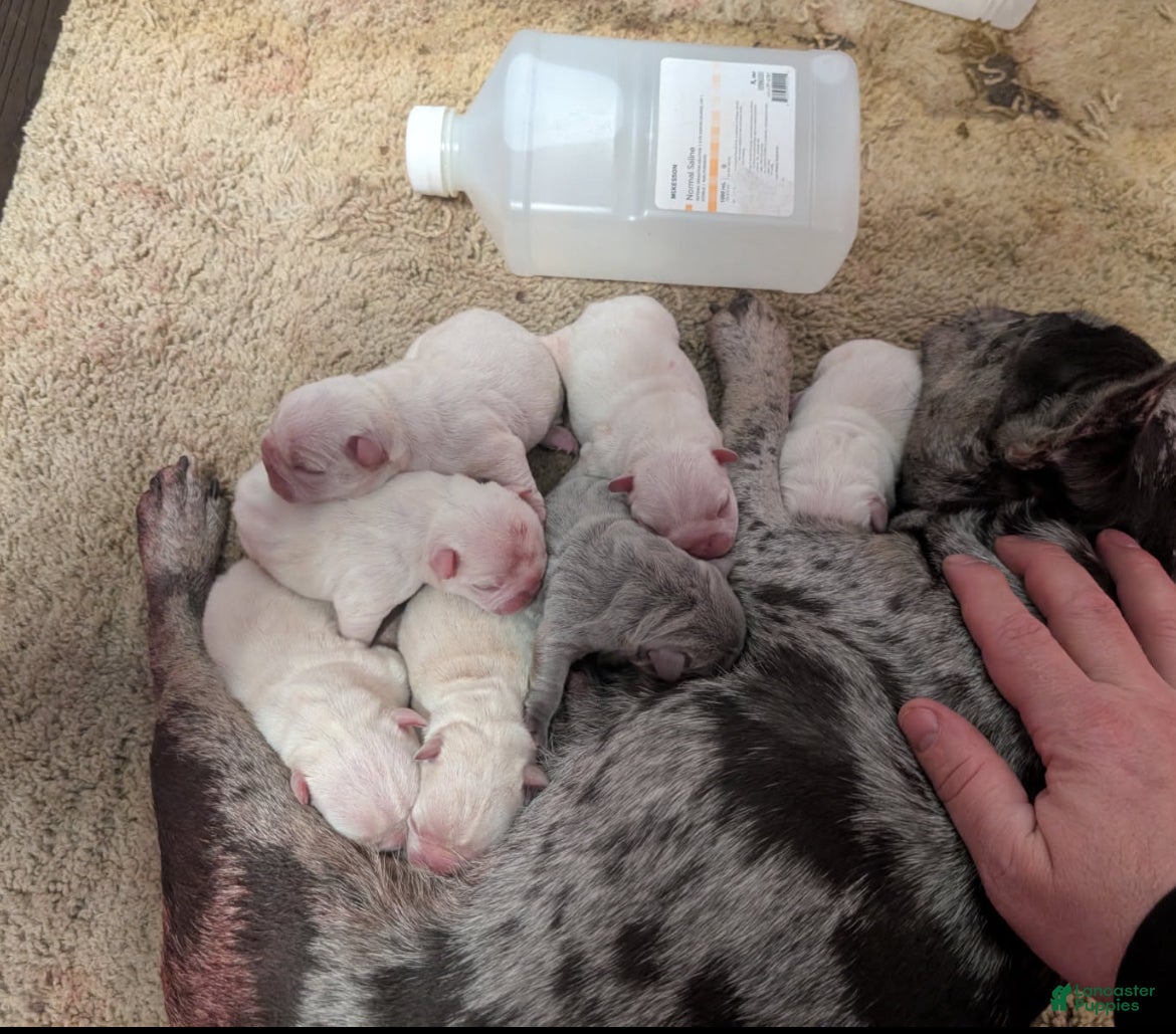 French Bulldog dogs French Bulldog Puppy 3 - Ad 4