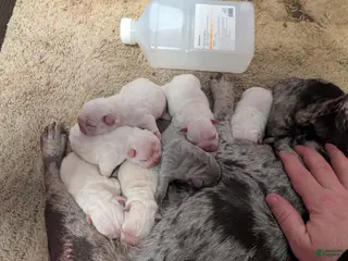 French Bulldog dogs French Bulldog Puppy 3 - Ad 4