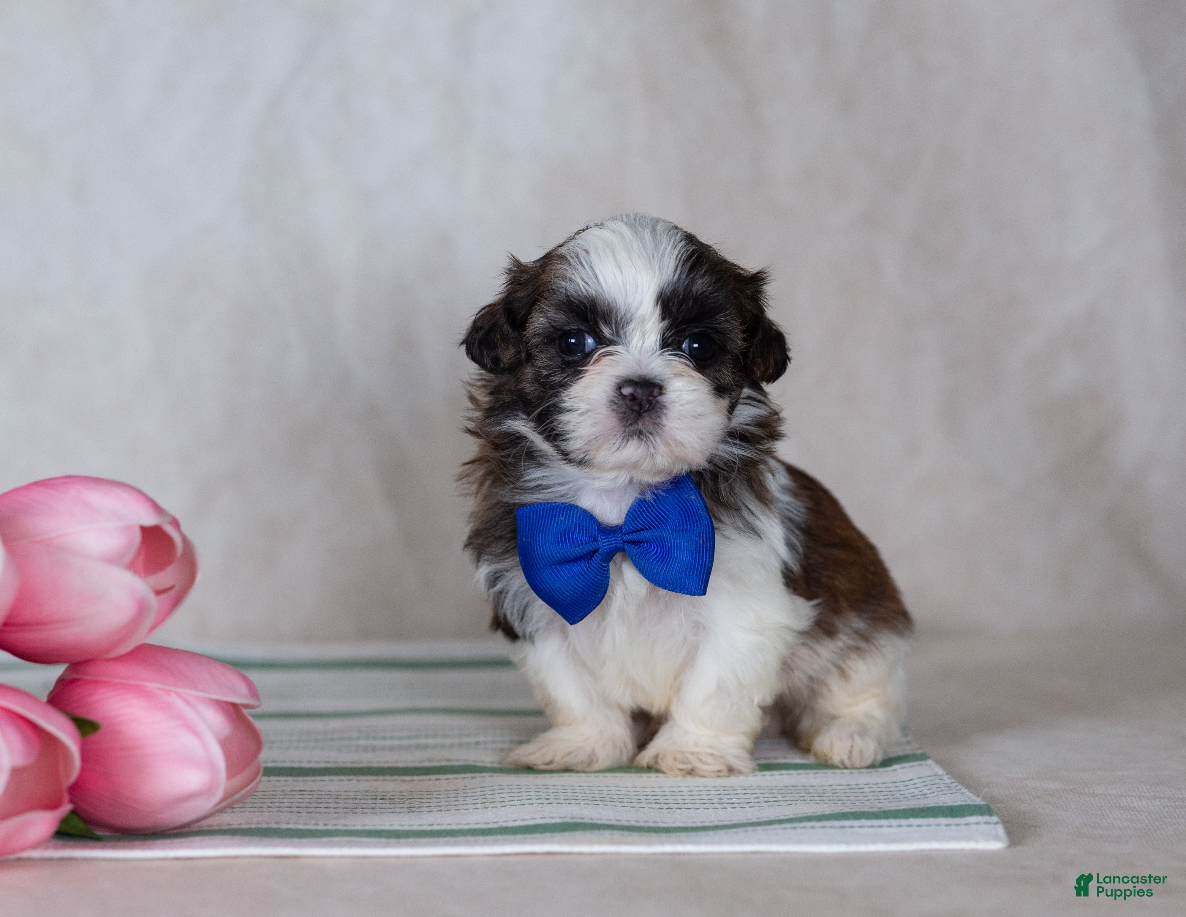 Teddy Bear dogs Duke - Ad 1