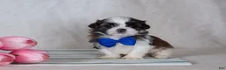 Mixed Breed dogs for sale: Duke - Ad 1