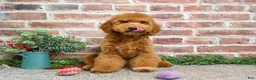 Mini Goldendoodle dogs for sale: Victoria  - Ad 3