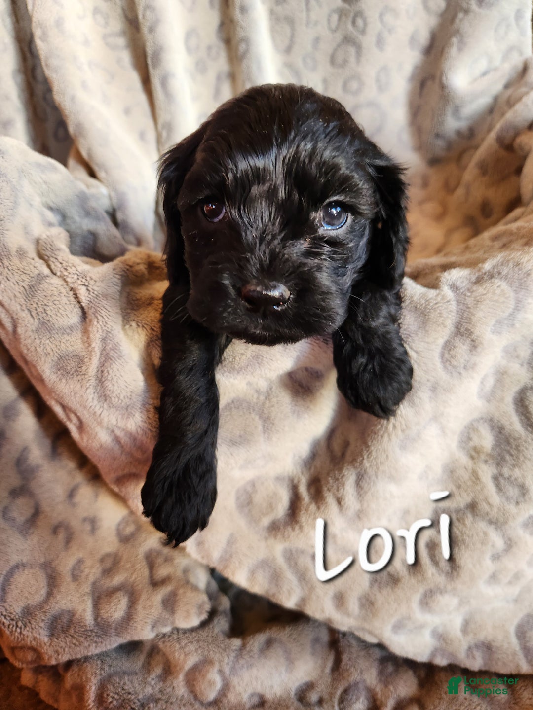 Mixed Breed dogs for sale: Lori - Ad 2