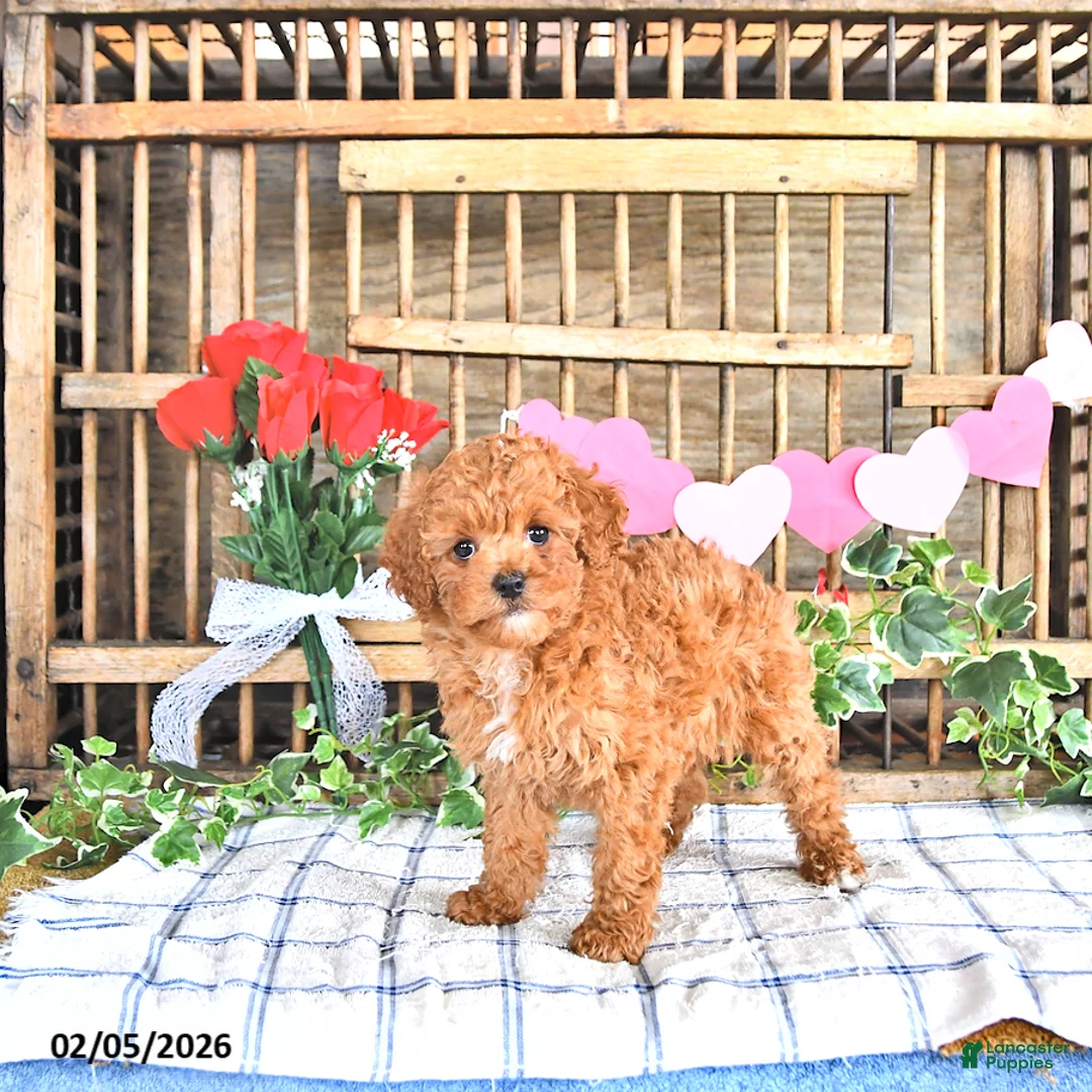 Cavapoo dogs for sale: Ashley - Ad 2