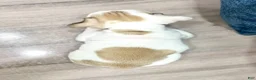 Beabull dogs for sale: Macy - Ad 6