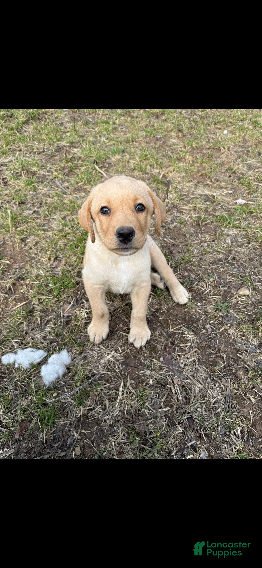 Labrador Retriever dogs Labrador Retriever Puppy 1 - Ad 38