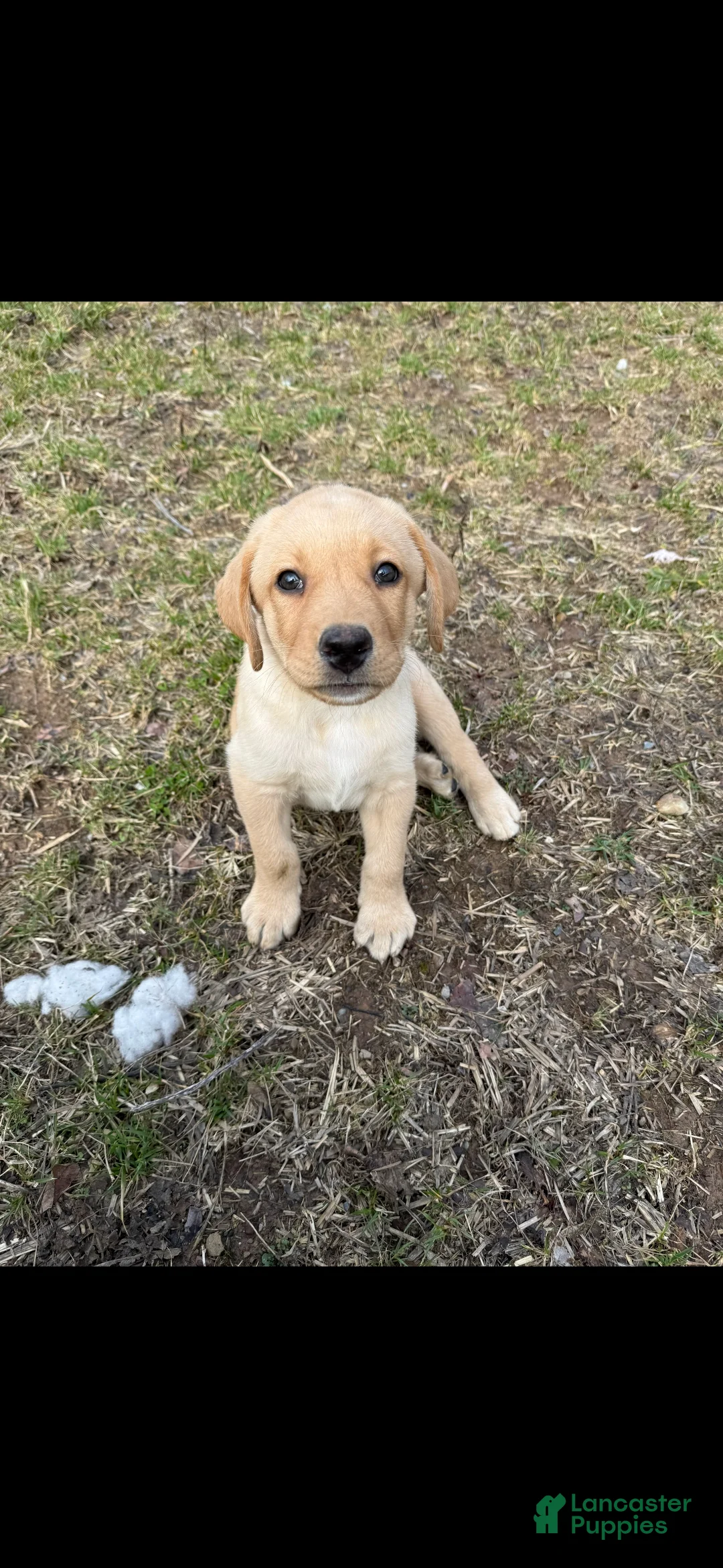 Labrador Retriever dogs for sale: Labrador Retriever Puppy 1 - Ad 1