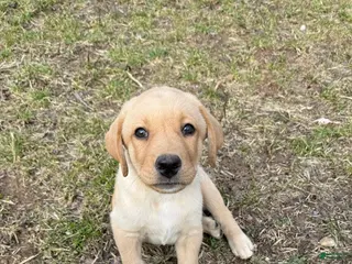 Labrador Retriever dogs Labrador Retriever Puppy 1 - Ad 38