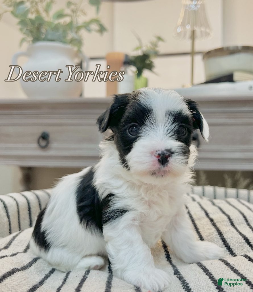 Yorkshire Terrier dogs Luke - Ad 1