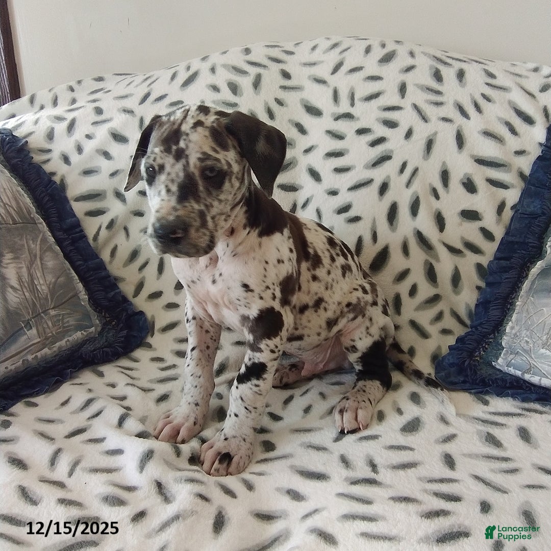 Great Dane dogs for sale: Kane - Ad 3