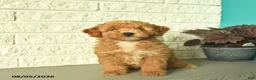 Mini Goldendoodle dogs for sale: Natalie  - Ad 4
