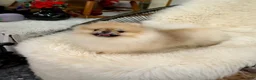 Pomeranian dogs for sale: Bitcoin  - Ad 2