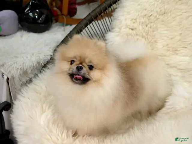 Pomeranian dogs for sale: Bitcoin - Ad 2