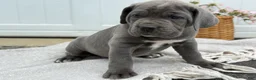 Cane Corso dogs for sale: Bianca - Ad 9