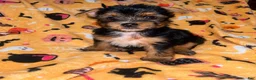 Yorkshire Terrier dogs for sale: Nemo - Ad 1