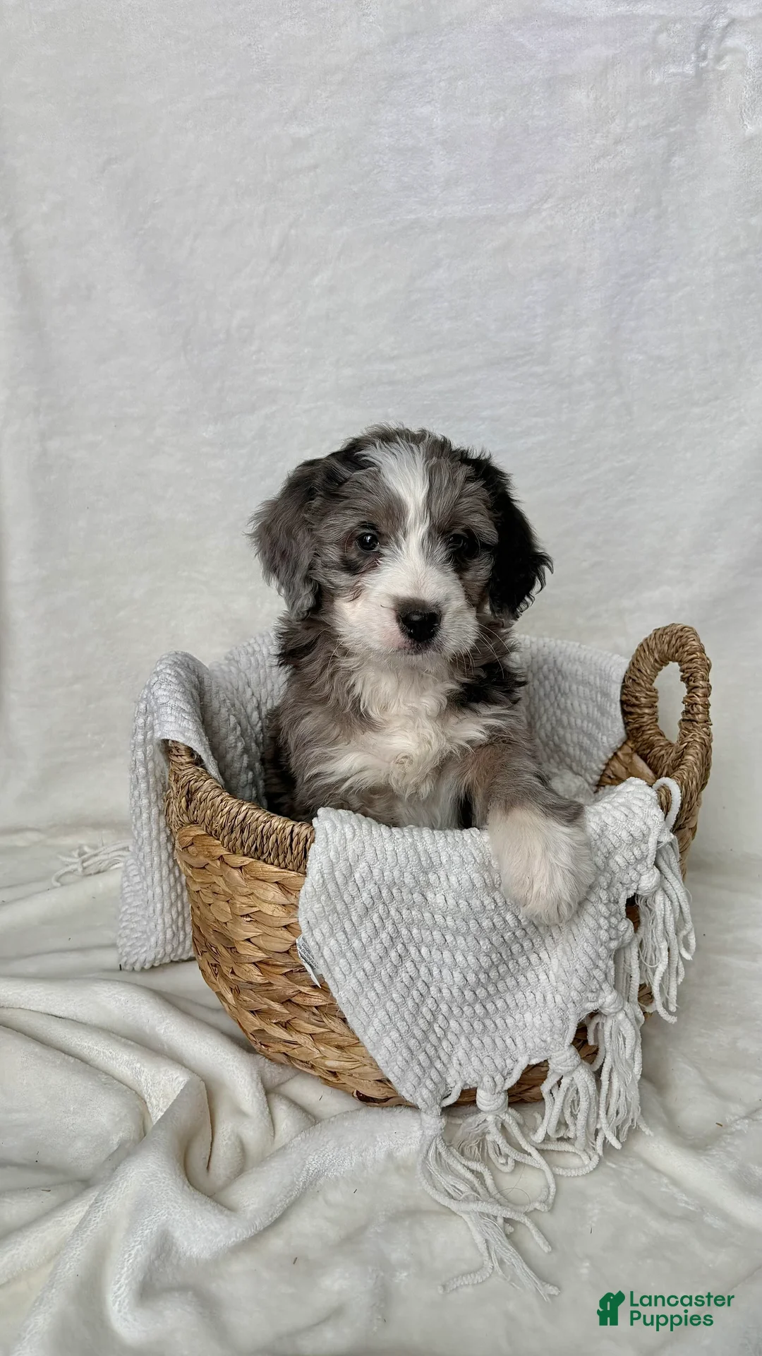 Bernedoodle dogs for sale: Rocky - Ad 11