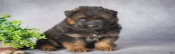 German Shepherd dogs for sale: Daisy - Ad 6