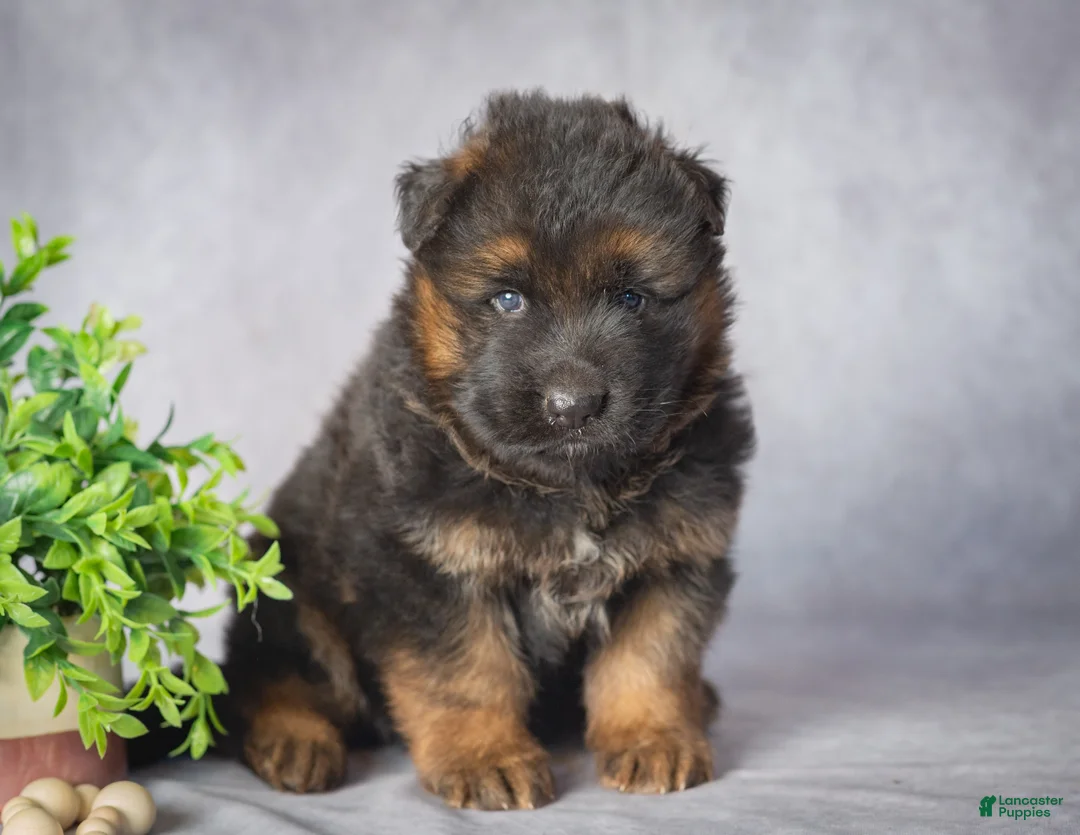 German Shepherd dogs for sale: Daisy - Ad 6