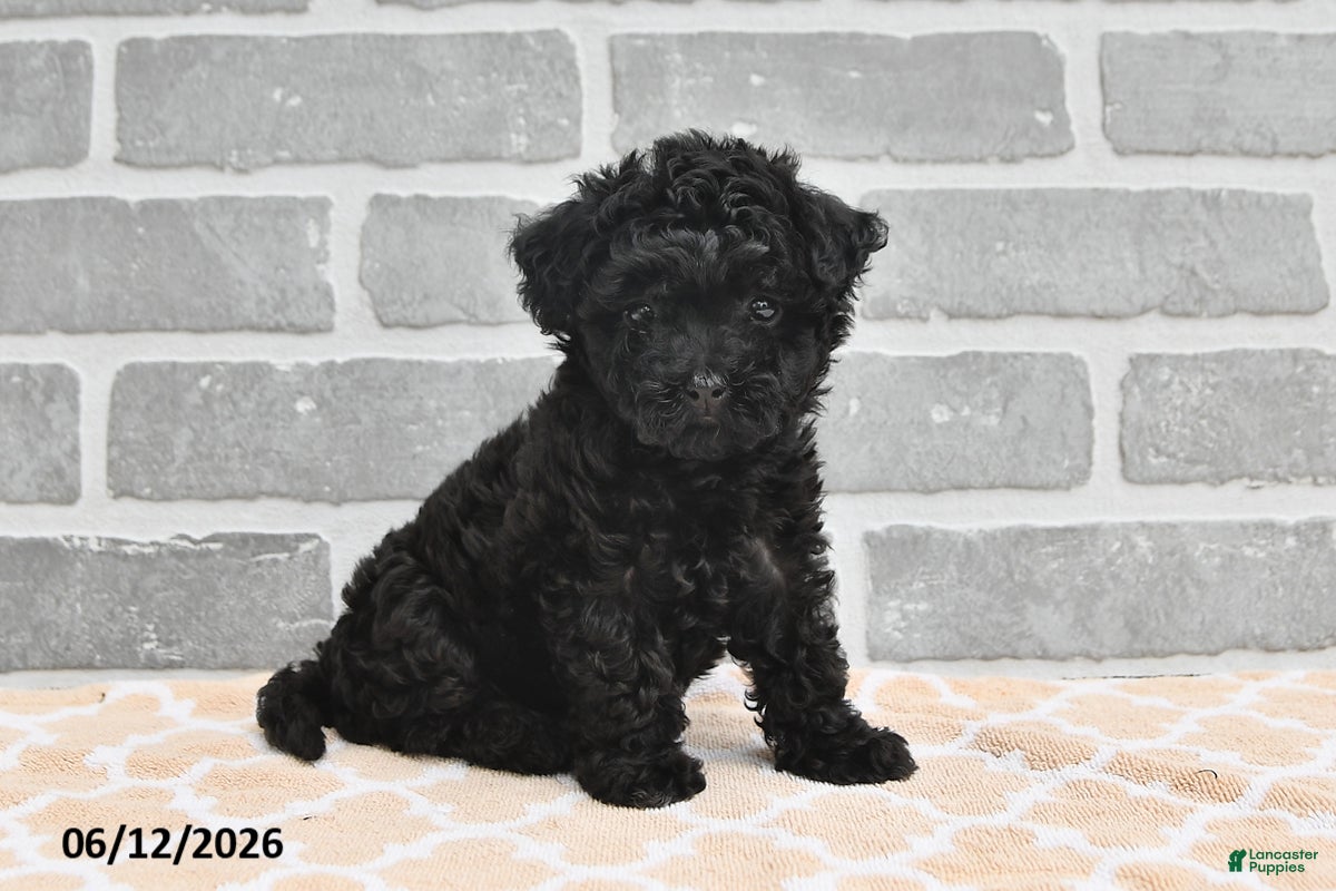 Maltipoo dogs Annie - Ad 1